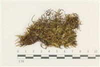 登錄號:B00002262藏品圖，第1張