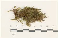 登錄號:B00002263藏品圖，第1張