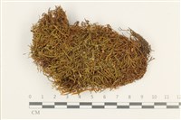 皺葉牛舌蘚藏品圖，第1張