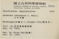 碎葉牛舌蘚藏品圖，第2張