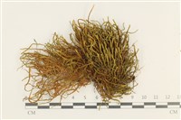 碎葉牛舌蘚藏品圖，第1張