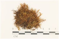 蟲毛蘚藏品圖，第1張