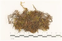 毛羽蘚藏品圖，第1張