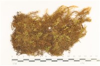 毛羽蘚藏品圖，第1張