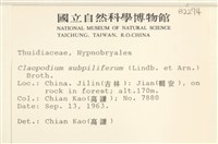 擬毛尖麻羽蘚藏品圖，第2張