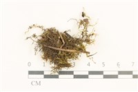 擬毛尖麻羽蘚藏品圖，第1張