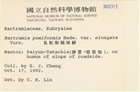 梨蒴珠蘚長形變種藏品圖，第2張