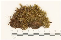 梨蒴珠蘚長形變種藏品圖，第1張