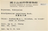 那霸短月蘚藏品圖，第2張