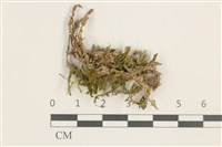 登錄號:B00002330藏品圖，第1張