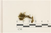 登錄號:B00002346藏品圖，第1張