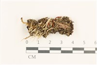 小睫毛苔藏品圖，第1張