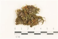 小睫毛苔藏品圖，第1張