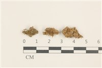 刺葉護蒴苔藏品圖，第1張