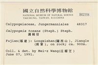 雙齒護蒴苔藏品圖，第2張