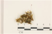 雙齒護蒴苔藏品圖，第1張