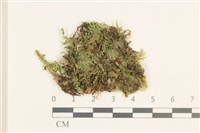 雙齒護蒴苔藏品圖，第1張