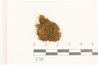 尼氏假大萼苔藏品圖，第1張