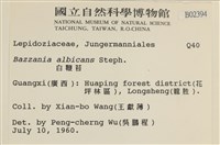 白鞭苔藏品圖，第2張