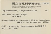 高山鞭苔藏品圖，第2張