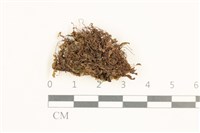 高山鞭苔藏品圖，第1張