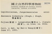 雙齒鞭苔藏品圖，第2張