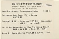 厚角鞭苔藏品圖，第2張