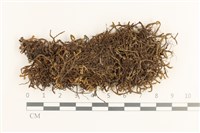 厚角鞭苔藏品圖，第1張