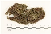 日本鞭苔藏品圖，第1張