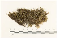 日本鞭苔藏品圖，第1張