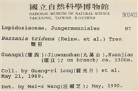 鞭苔,三裂鞭苔藏品圖，第2張