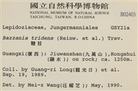 鞭苔,三裂鞭苔藏品圖，第2張