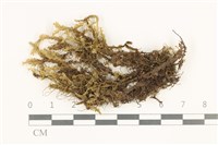 鞭苔,三裂鞭苔藏品圖，第1張