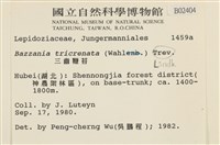 三齒鞭苔藏品圖，第2張