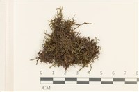 三齒鞭苔藏品圖，第1張
