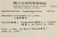 鞭苔藏品圖，第2張