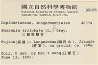 鞭苔藏品圖，第2張