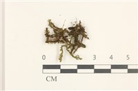 鞭苔藏品圖，第1張