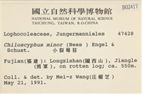 小裂萼苔藏品圖，第2張
