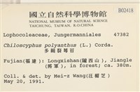 多胞裂萼苔藏品圖，第2張