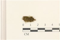 多胞裂萼苔藏品圖，第1張