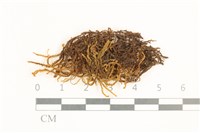 全緣廣萼苔藏品圖，第1張