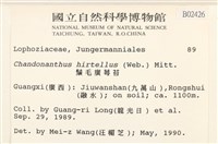 齒邊廣萼苔藏品圖，第2張