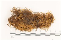 齒邊廣萼苔藏品圖，第1張