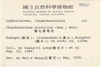 齒邊廣萼苔藏品圖，第2張