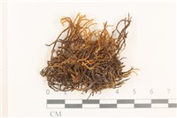 齒邊廣萼苔藏品圖，第1張