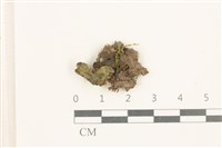 蛇苔藏品圖，第1張