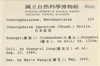 日本蛇苔藏品圖，第2張