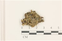 日本蛇苔藏品圖，第1張