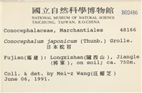 日本蛇苔藏品圖，第2張